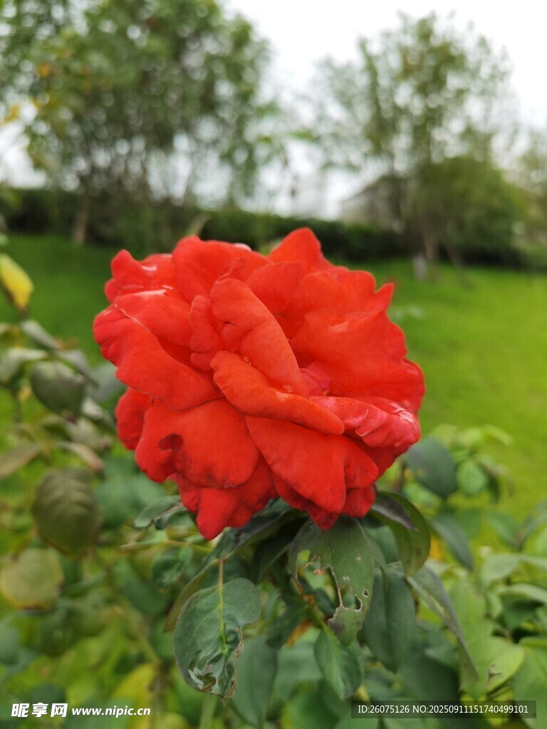 嬌艷紅玫瑰綻放于綠野
