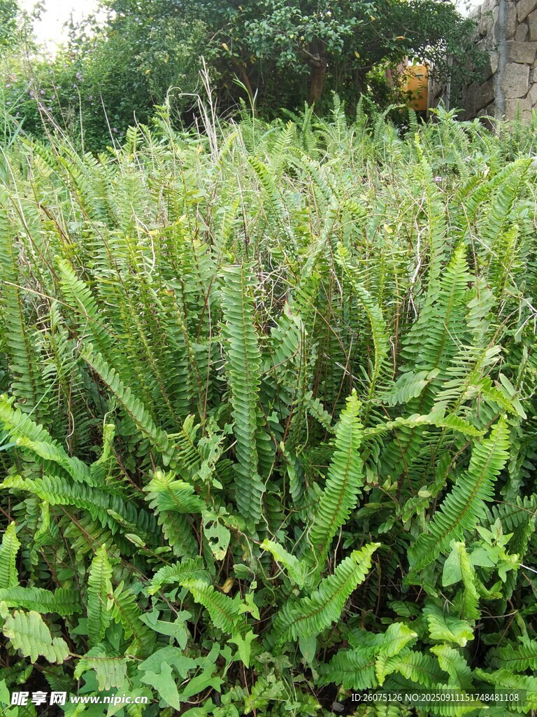 野外繁茂的綠色植物景觀