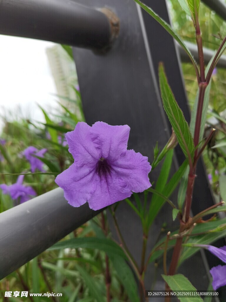 紫色小花綻放于欄桿旁