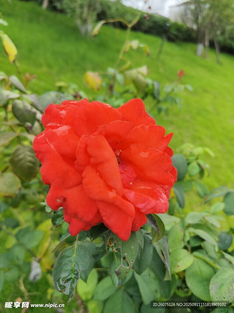 嬌艷紅玫瑰綻放于綠野