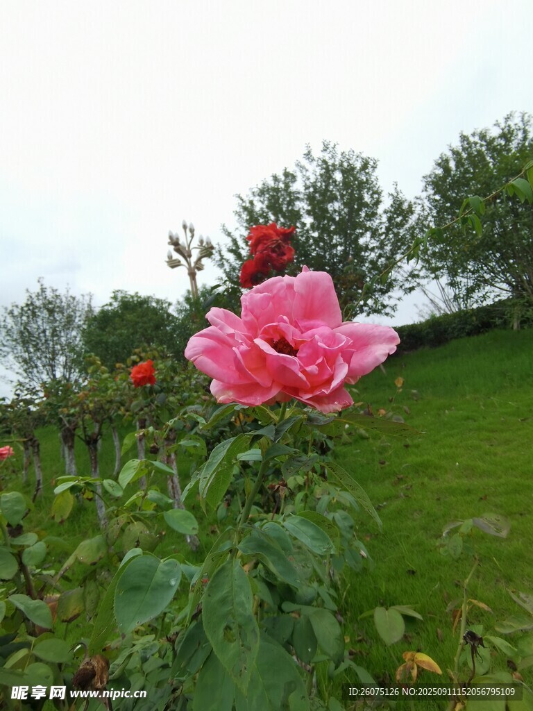 山坡上綻放的嬌艷花朵