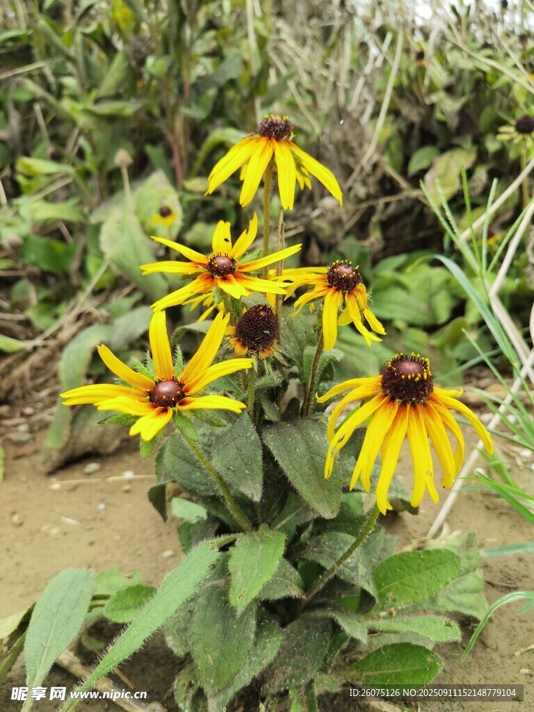 黃色黑心菊綻放于草叢