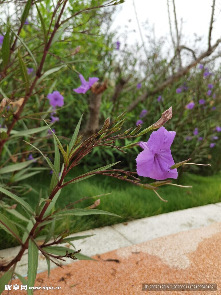 路邊綻放的紫色美麗小花