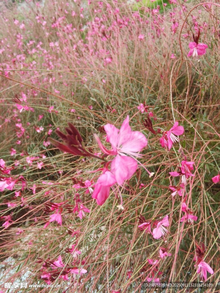 粉色小花綻放于草叢間