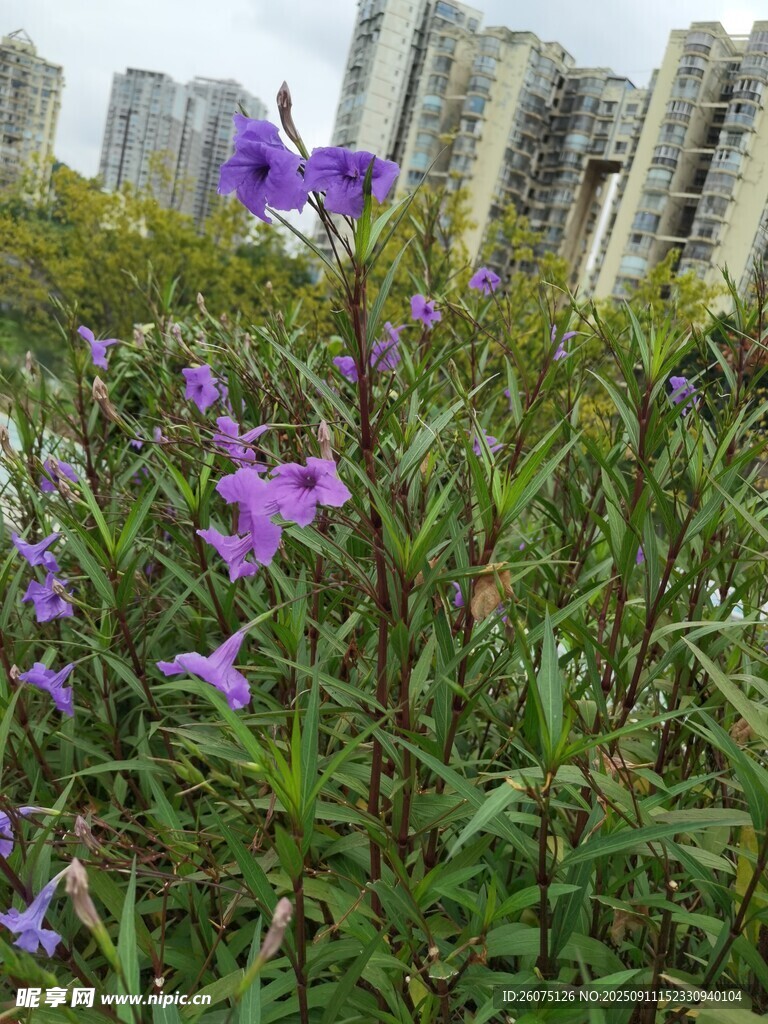 城市邊綻放的紫色小花