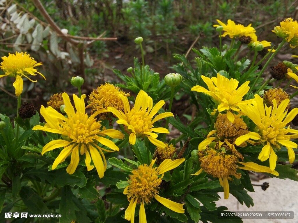 綻放的黃色小菊花