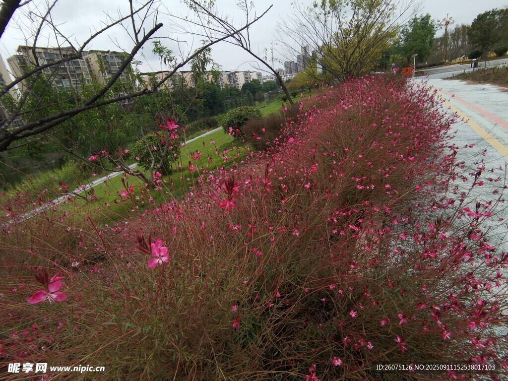 路邊盛放的粉色爛漫花叢