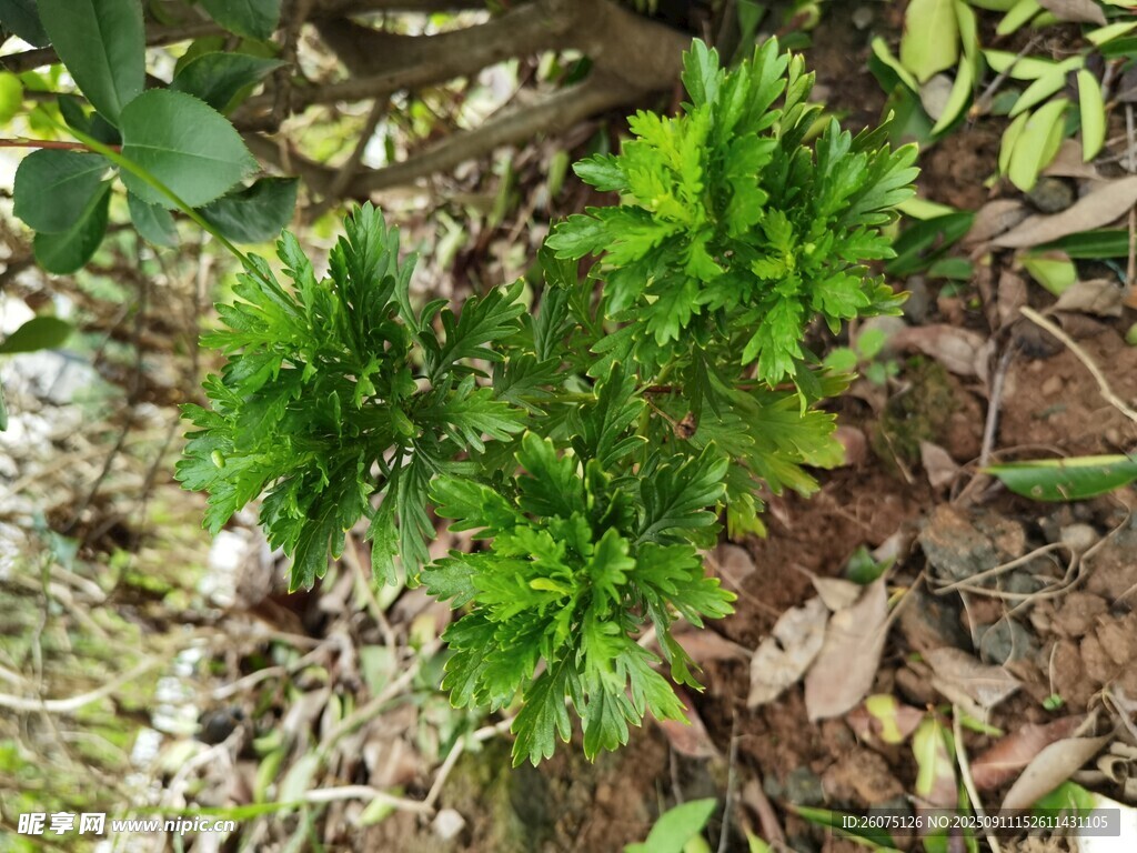 嫩綠植物生長于地面