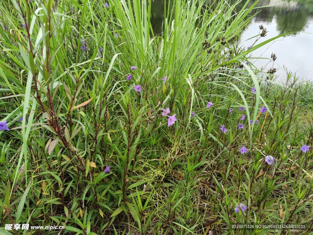 草叢中的紫色小花