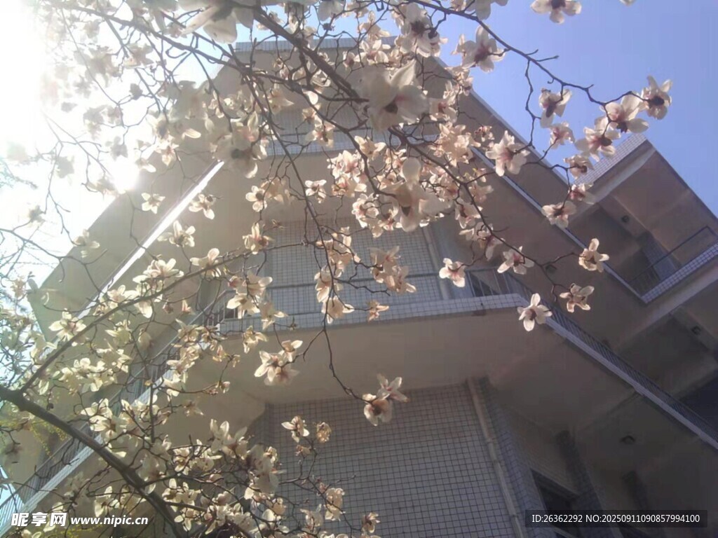 春日繁花下的樓宇一角