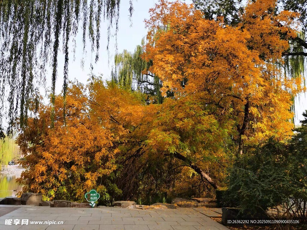 秋日公園斑斕樹木景致