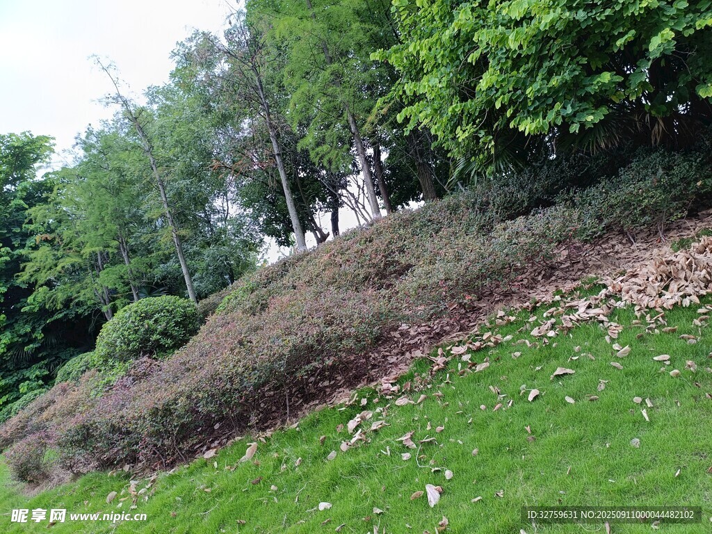山坡綠植景觀