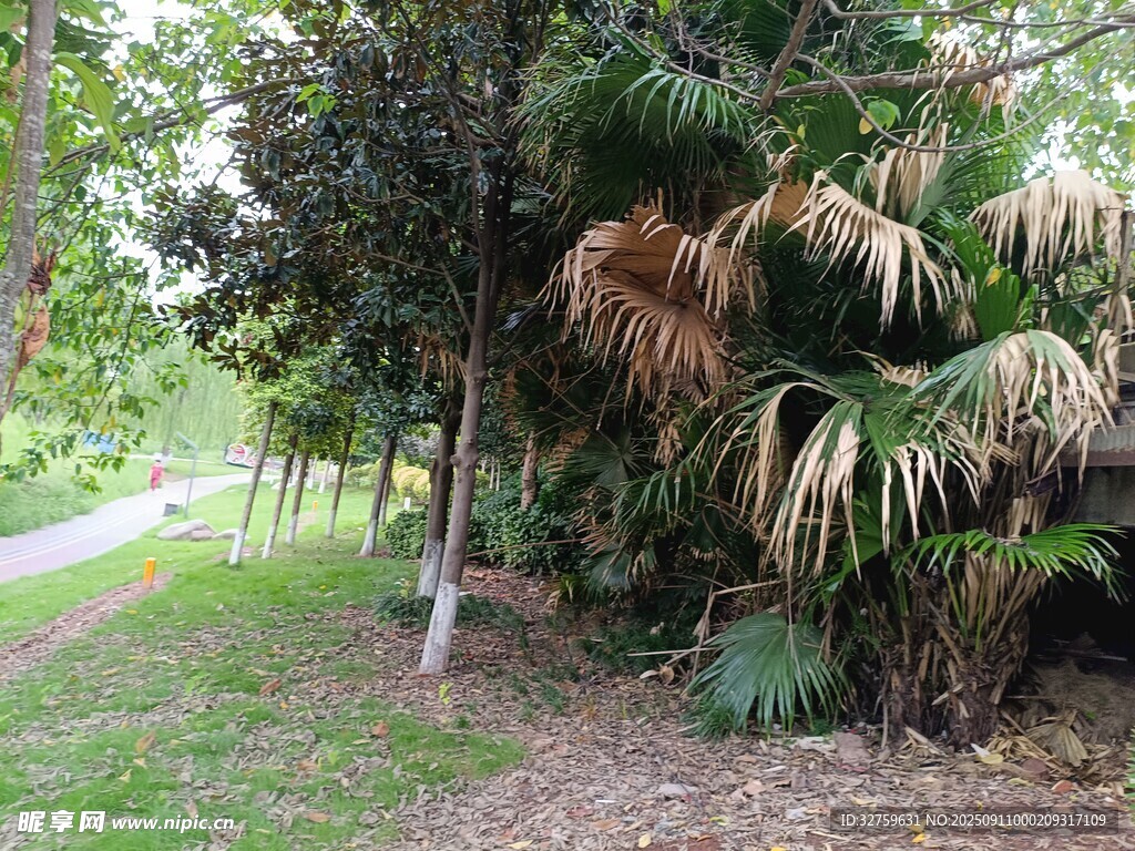 林間蔥郁植物景觀