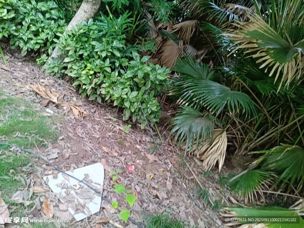 庭院綠植景觀一角