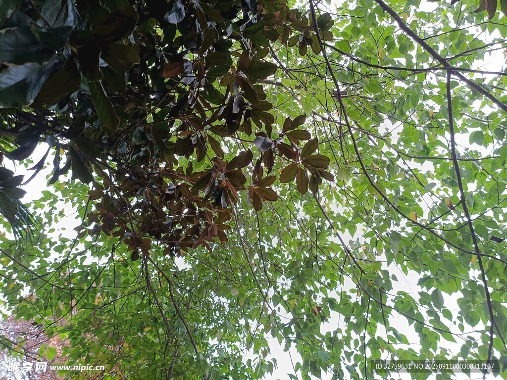 仰視繁茂枝葉景觀