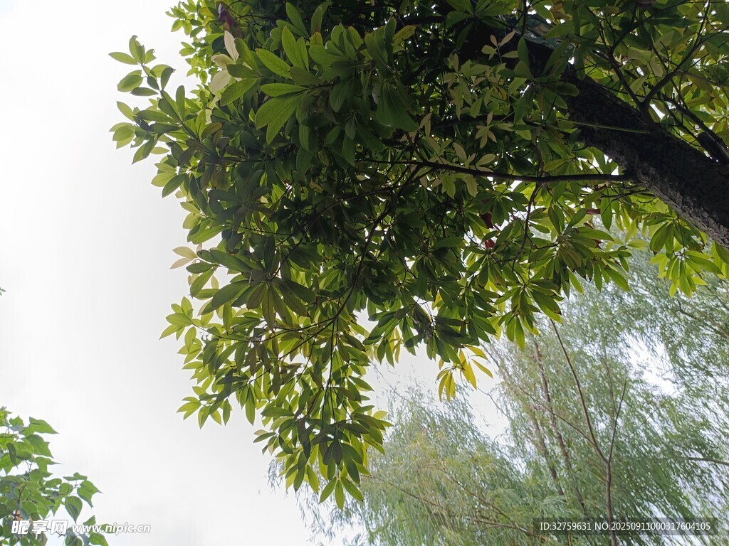 仰視蔥郁樹(shù)木枝葉