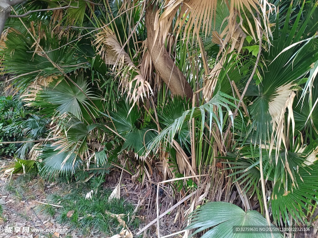 野外叢生的多樣植物