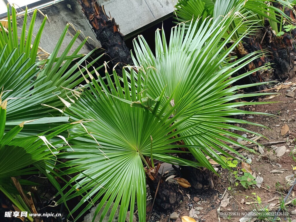 翠綠棕櫚植物特寫