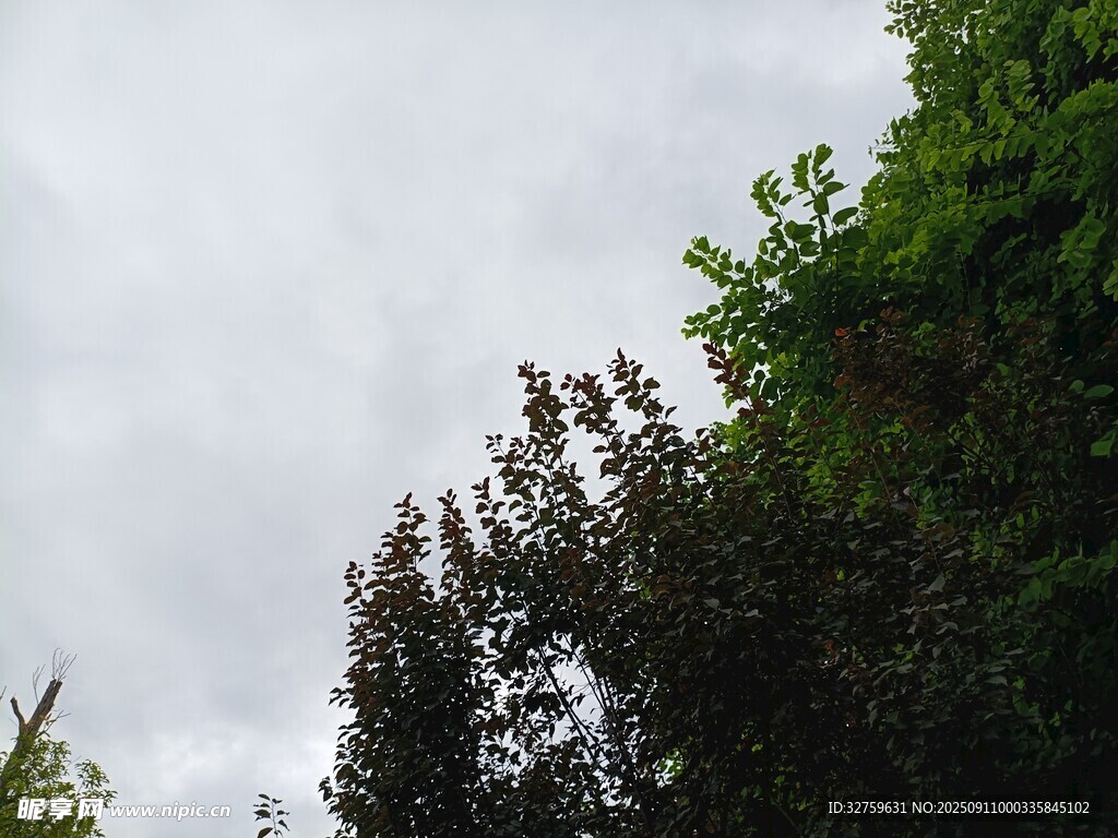 天空下的蔥郁樹木
