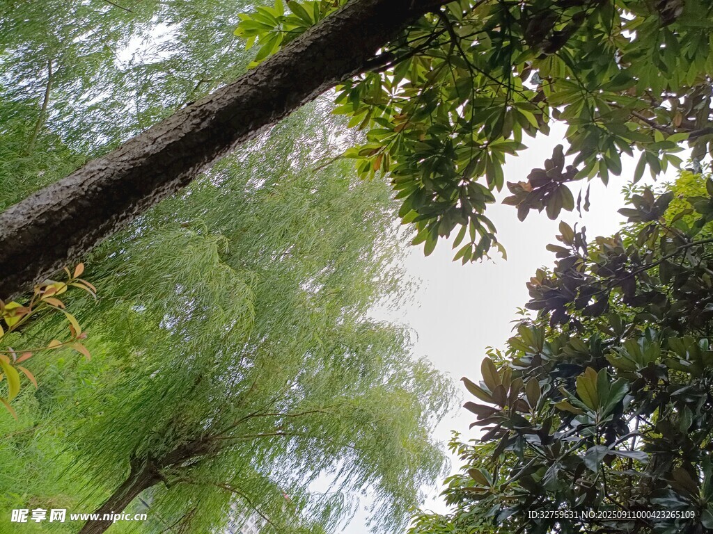 仰視蔥郁樹木枝葉景觀