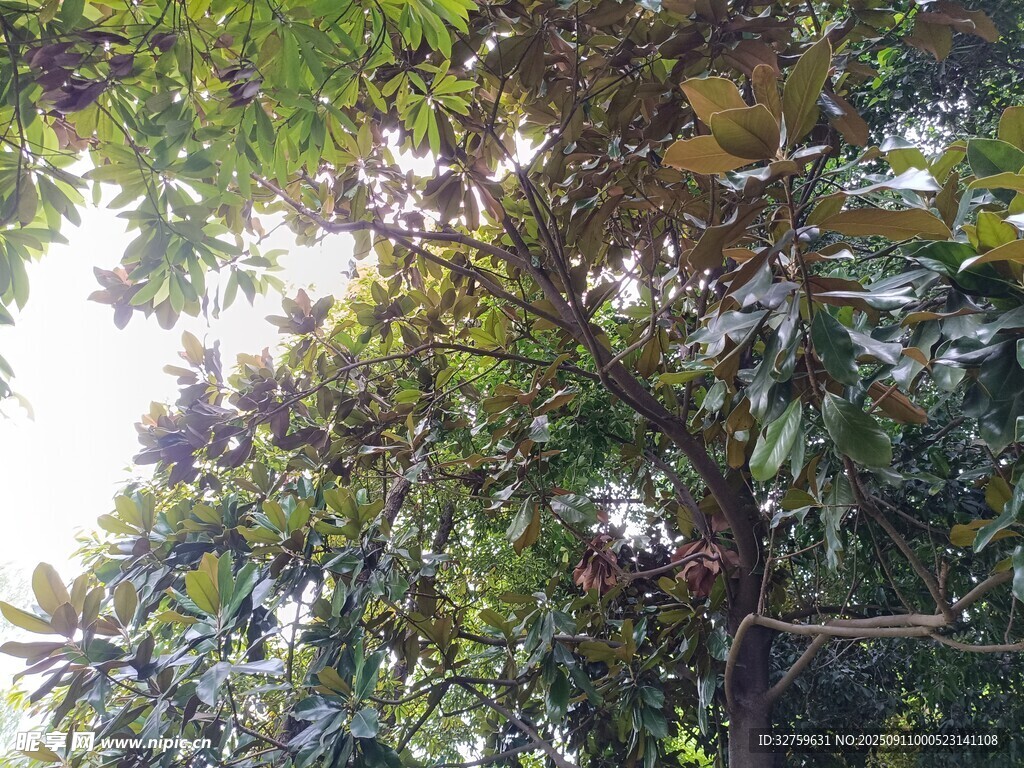 繁茂枝葉間的陽光樹景