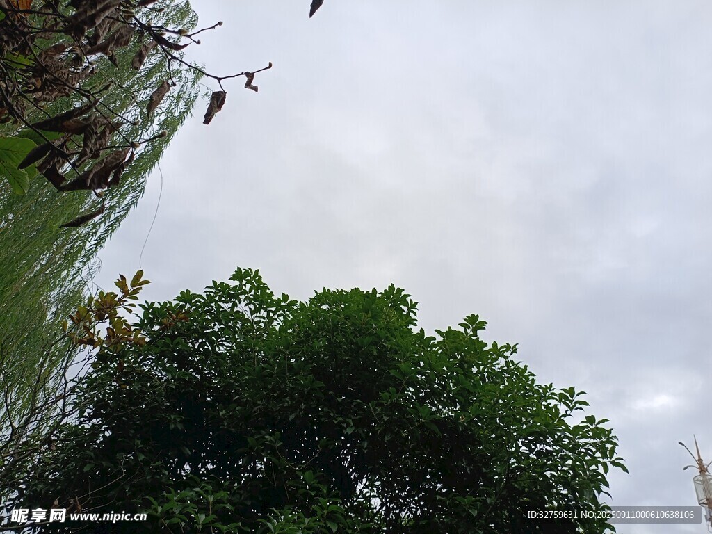 湖畔綠樹飛鳥自然景致