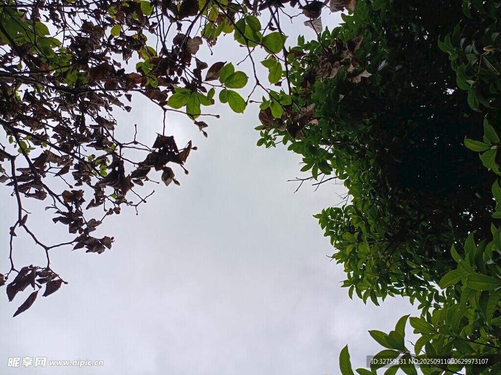 仰視視角下的繁茂枝葉