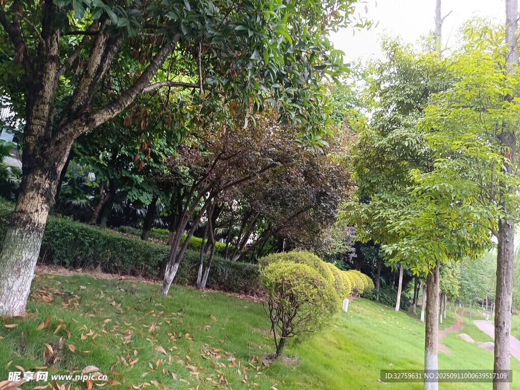 綠意盎然的公園景觀