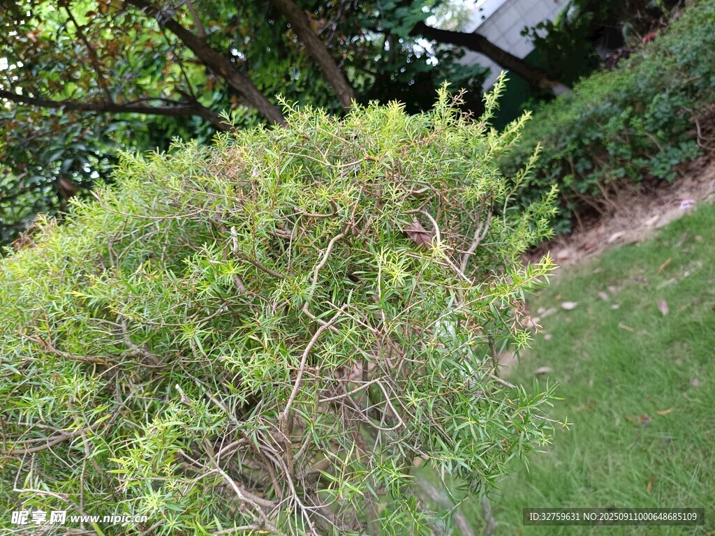 綠意盎然的灌木與草地