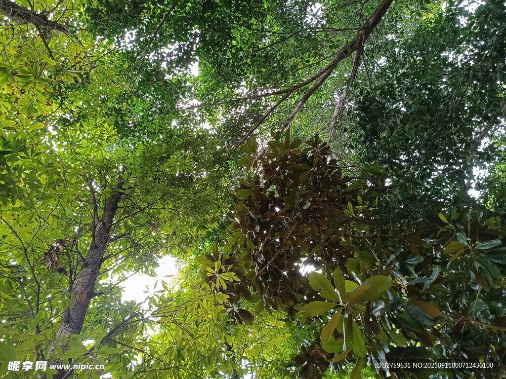 繁茂綠樹(shù)間的陽(yáng)光景致