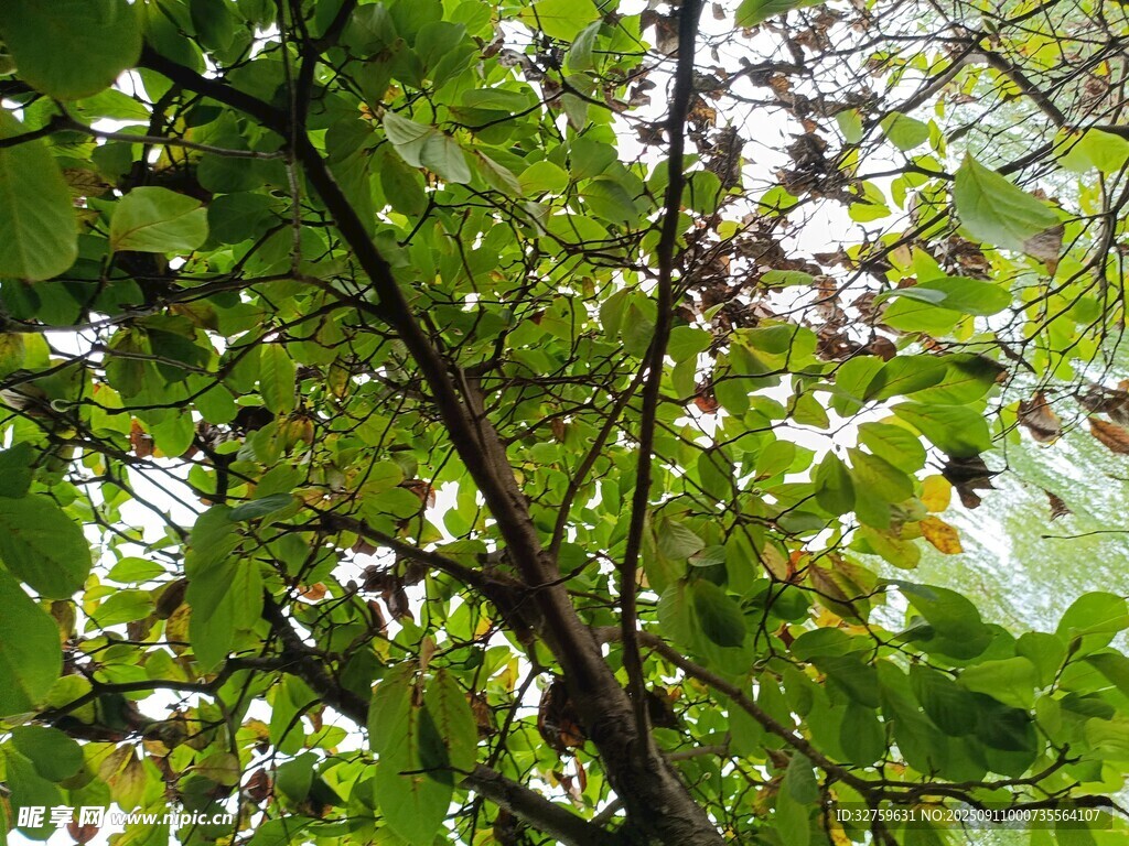 繁茂綠葉間的自然景致