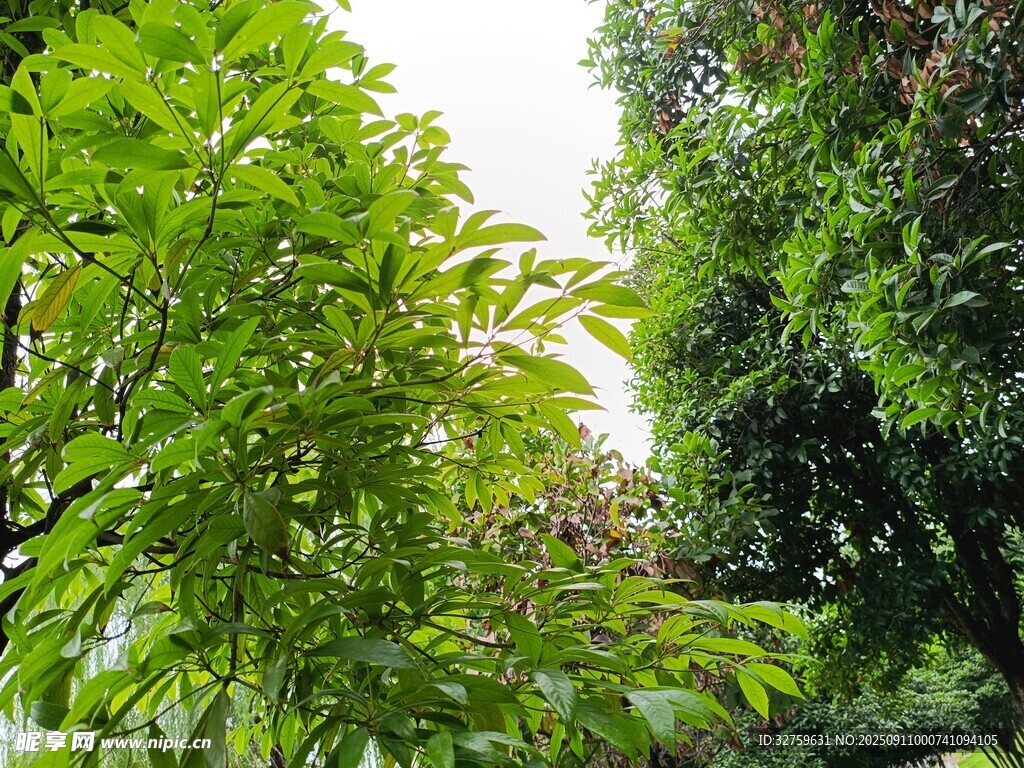 繁茂綠植 