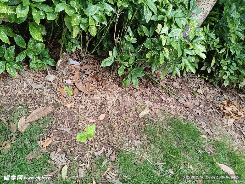 綠植下的地面景象