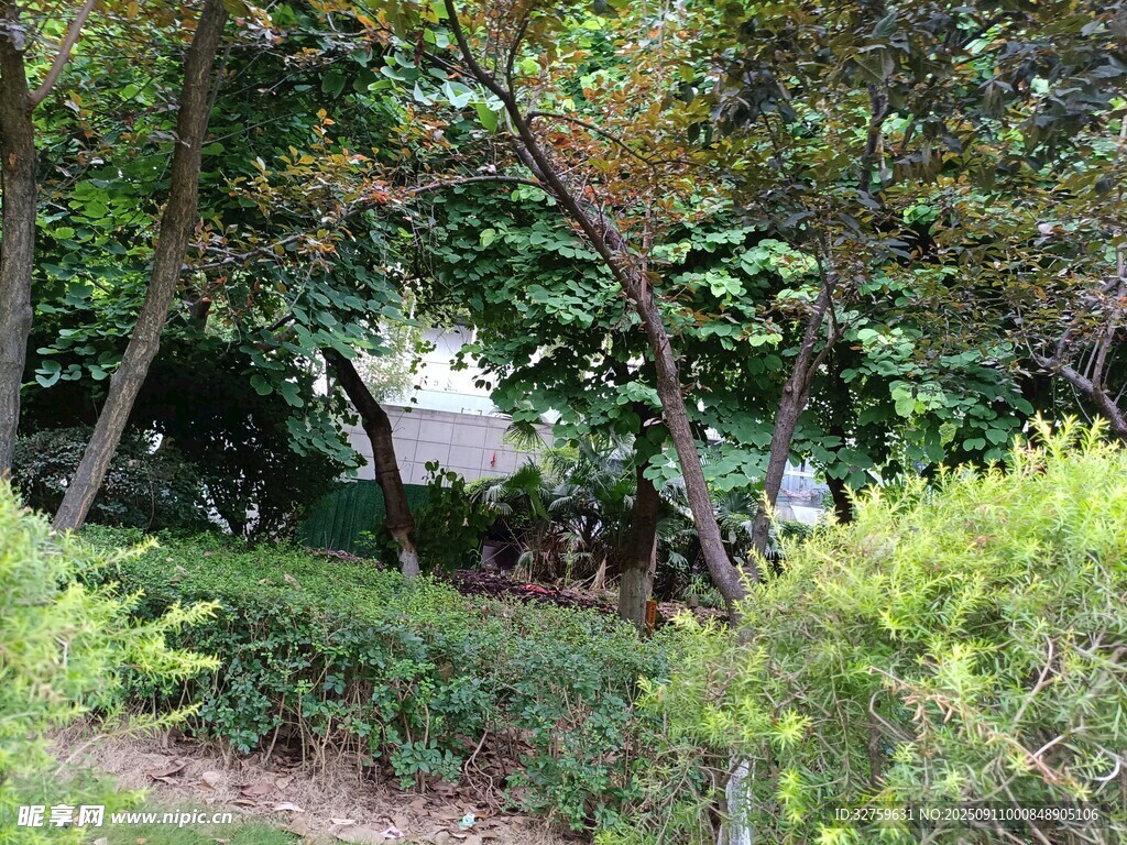 綠意盎然的林間景致