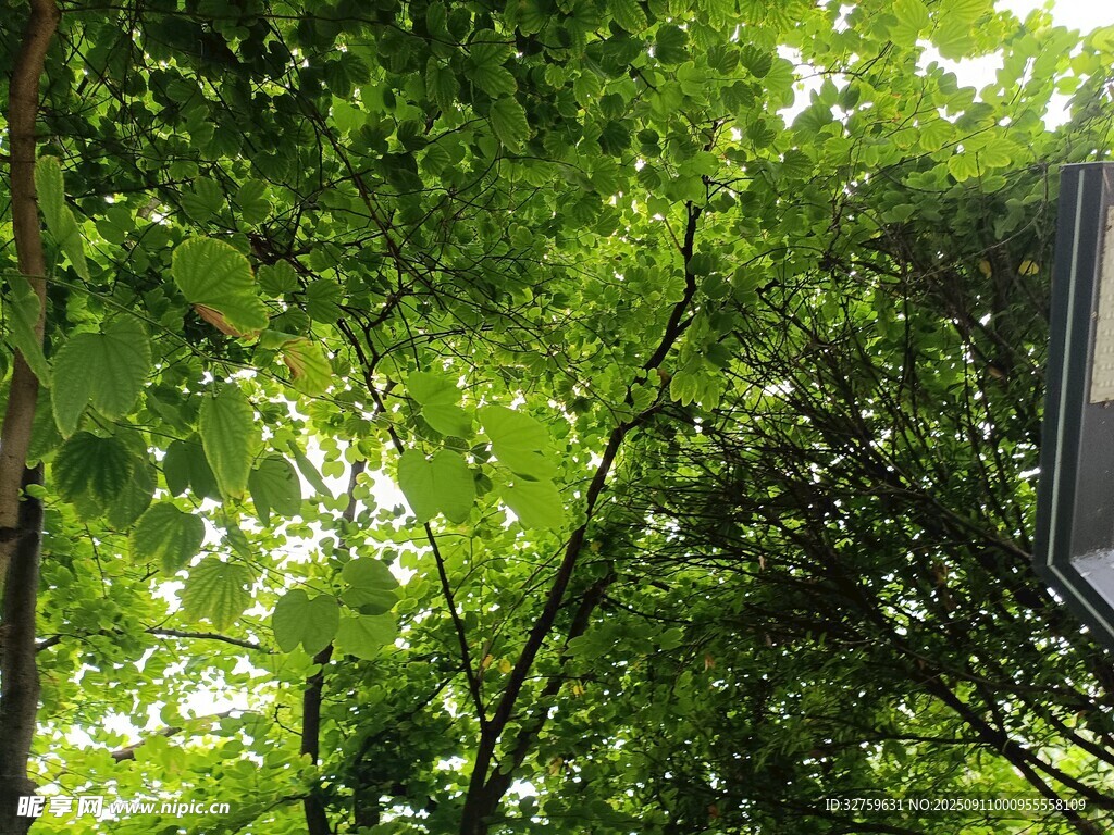 綠葉繁茂的自然景象