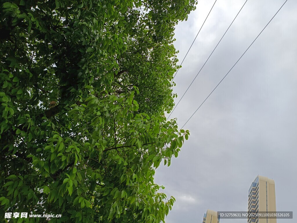 綠樹映襯下的城市天際線