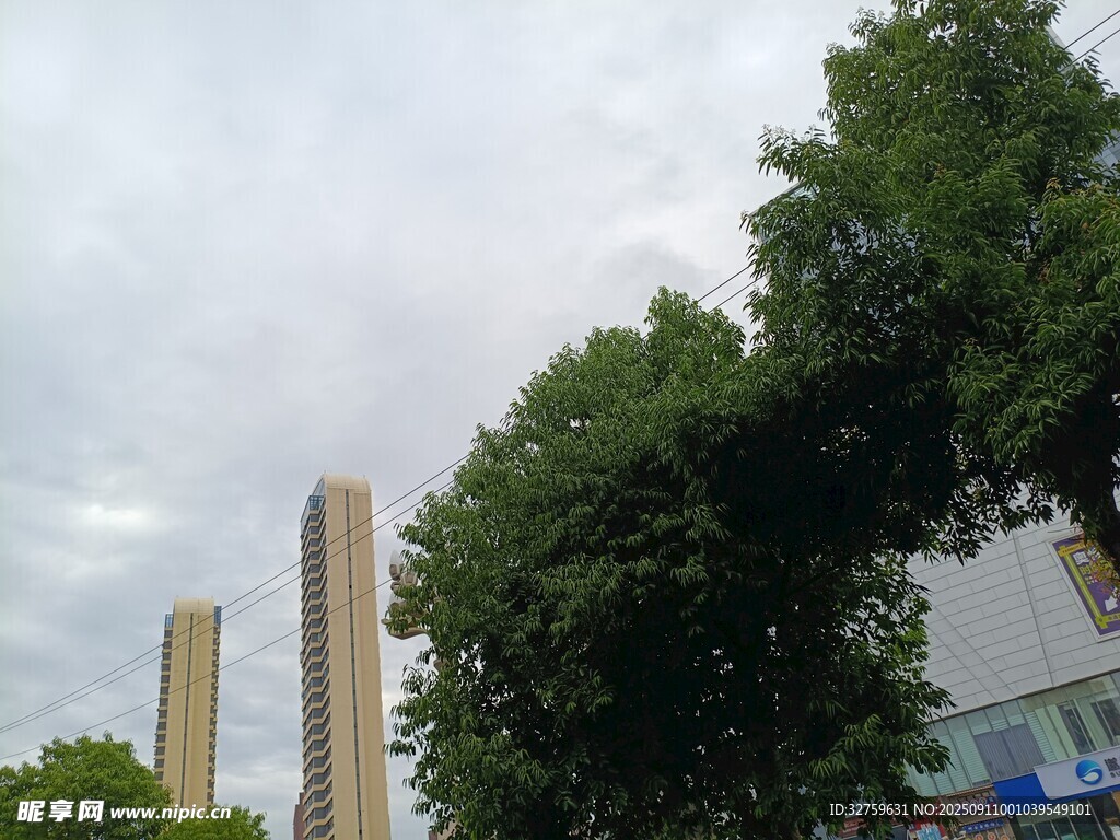 城市中高聳的建筑與綠樹