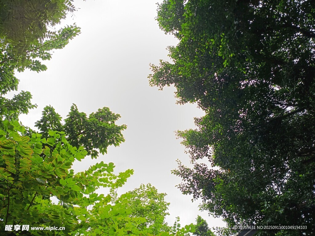 仰視蔥郁樹林天空景象