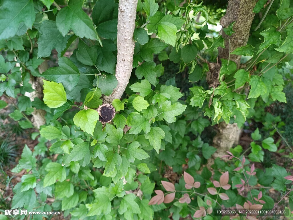 林間繁茂綠植與樹干