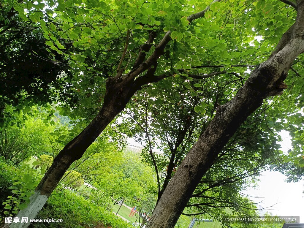 夏日蔥郁綠樹(shù)景觀