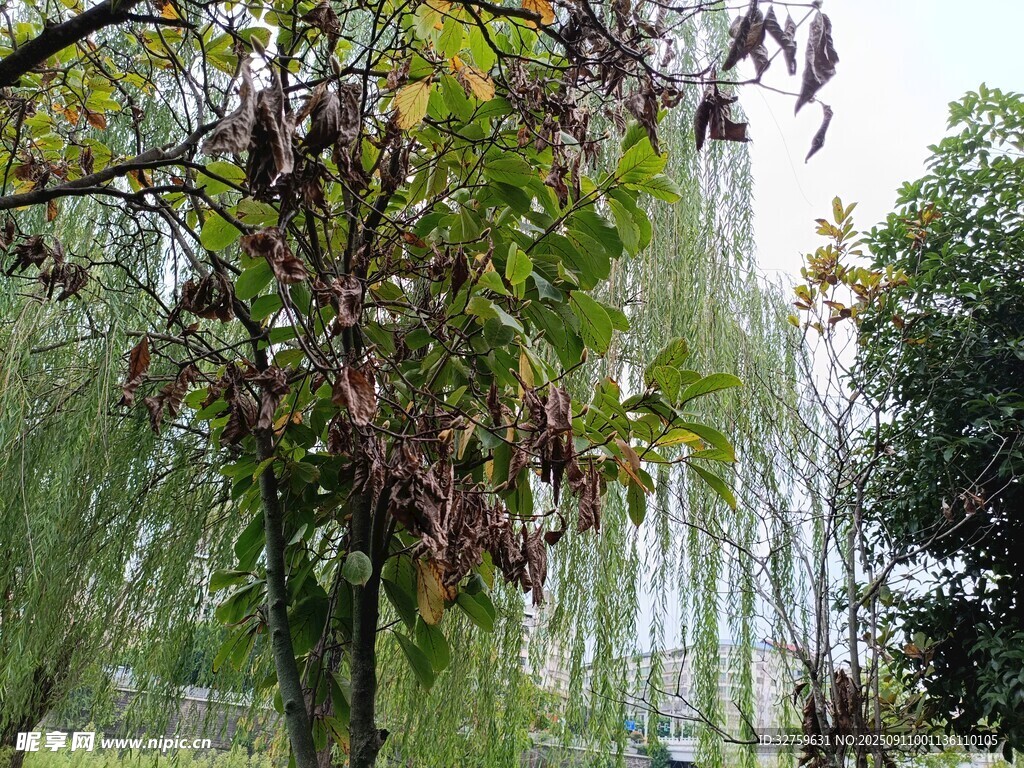 垂柳與繁花裝點的景致