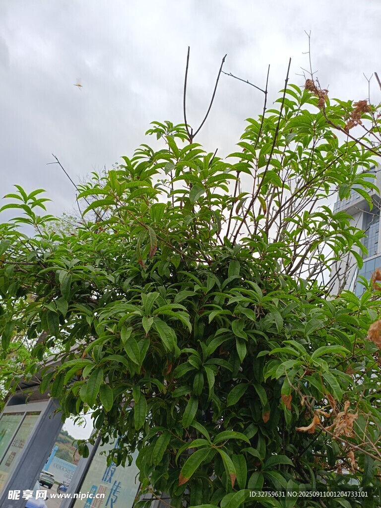 綠葉繁茂的庭院植物