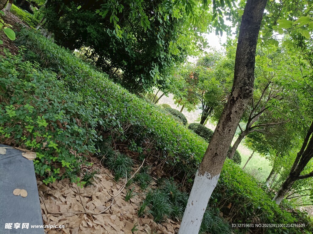 公園中樹(shù)干與綠植景觀