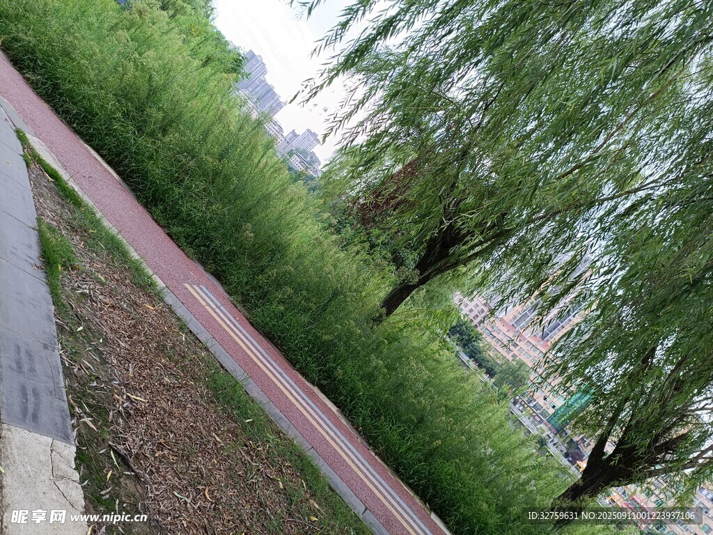 公園中的蔥郁綠樹(shù)與步道