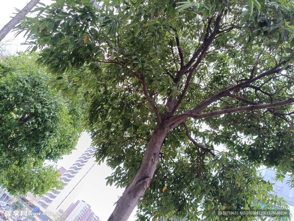 高大繁茂的綠樹