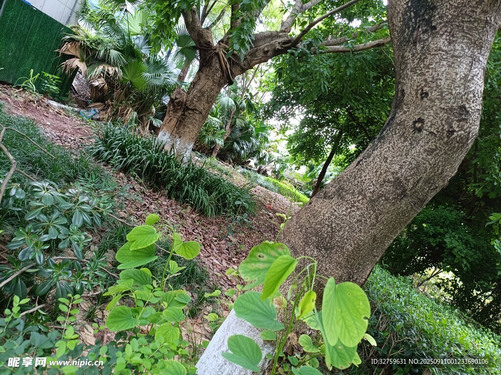 彎曲樹干旁的綠植景觀