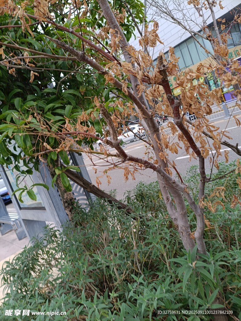 秋日路旁樹木與繁茂綠植