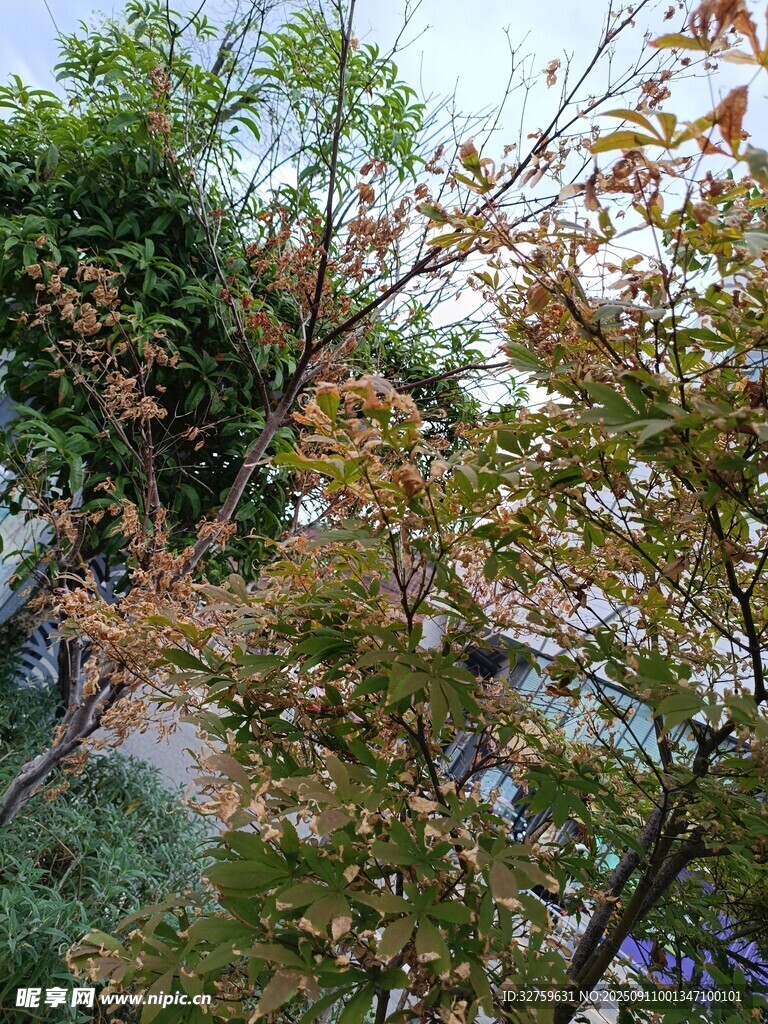 秋日斑斕樹葉景致