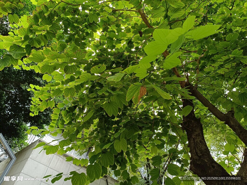 綠葉繁茂的樹木景觀