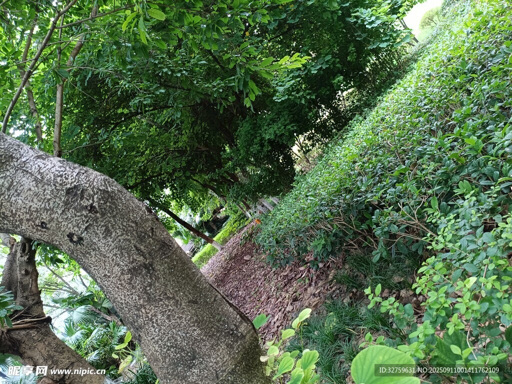 彎曲老樹與繁茂綠植